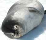 Seal